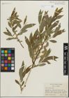 Foto von Salix lemmonii Bebb